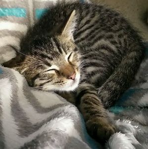 Meet your Posher, Barrie